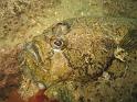 Targeur Zeugopterus punctatus 5